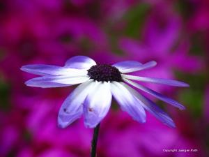 15 Photo Tips for Enhanced Spring Flower Photography